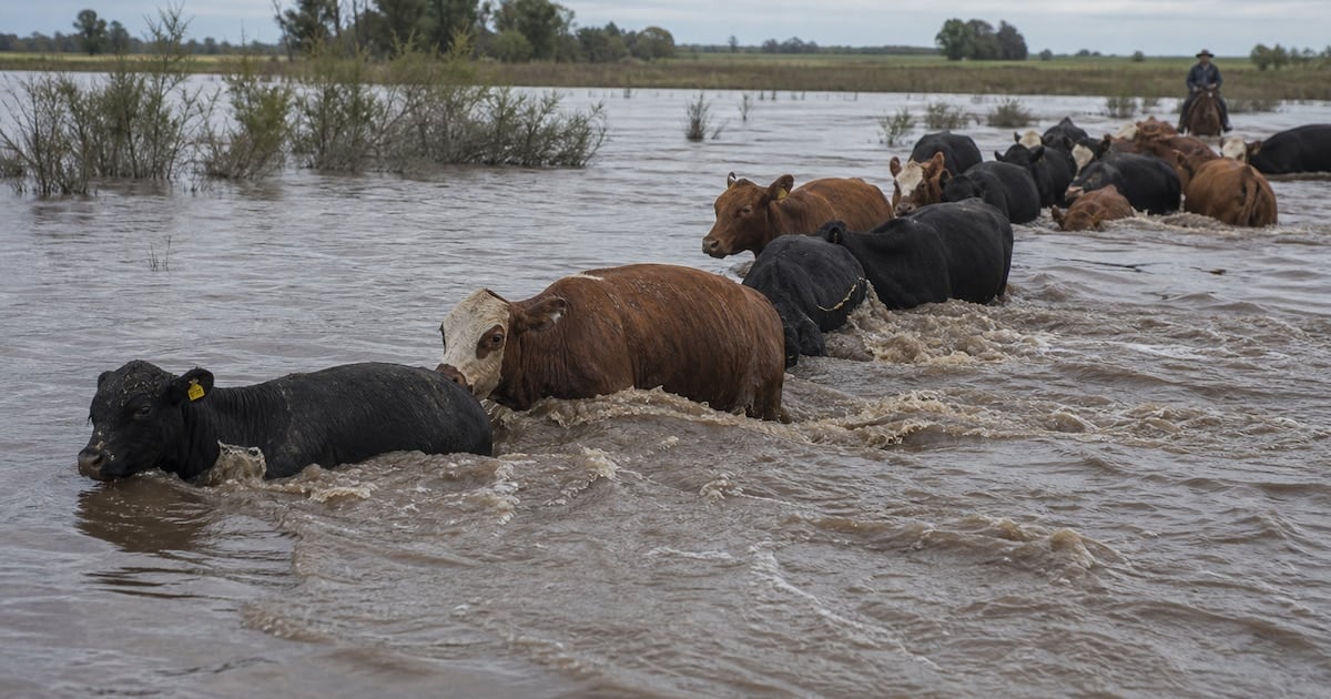 La crecida del Paraná y la menor oferta de hacienda empujan el precio de la carne en Argentina