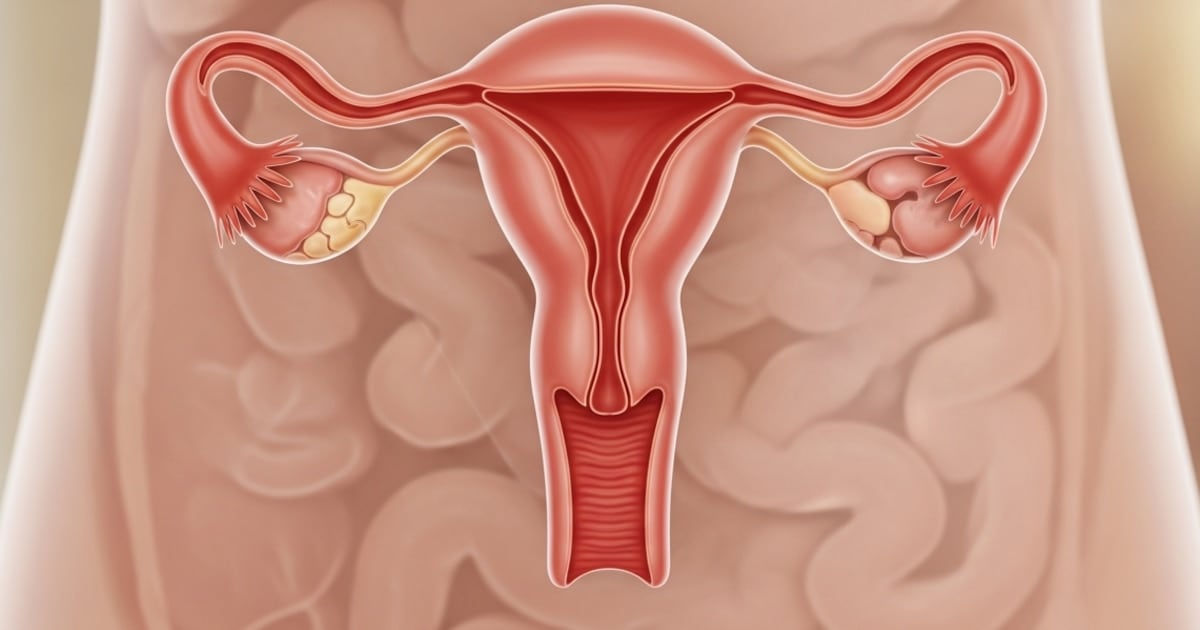 El ovario no se apaga después de la menopausia: cambia, envejece y sigue trabajando