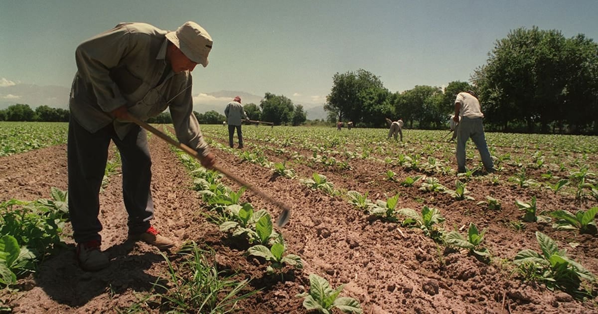 Asignaciones familiares para el campo: el Gobierno extiende por un año el piso equivalente a la AUH para los temporarios rurales